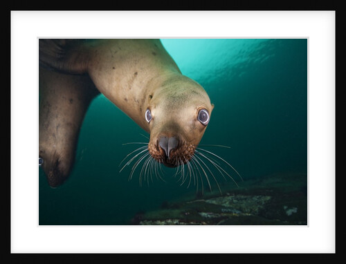 Steller sea lion underwater by Anonymous