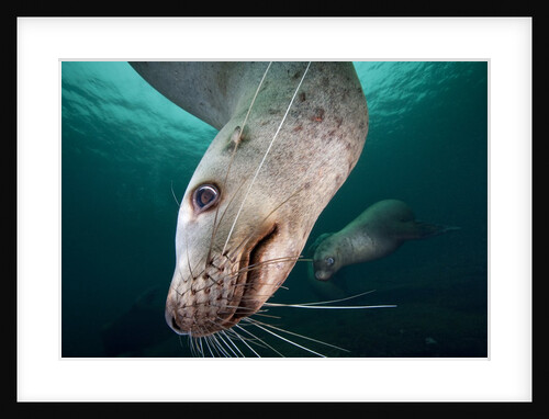 Steller sea lion underwater by Anonymous