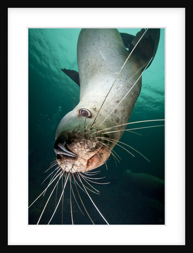 Curious Steller sea lion swimming underwater by Anonymous