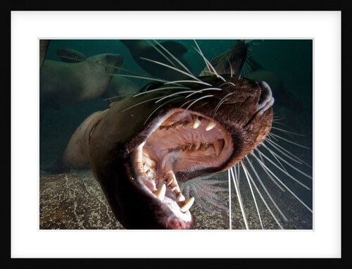 Closeup of open Steller sea lion mouth, Hornby Island, British Columbia, Canada by Anonymous