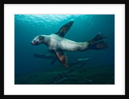 Swimming Steller sea lions by Anonymous