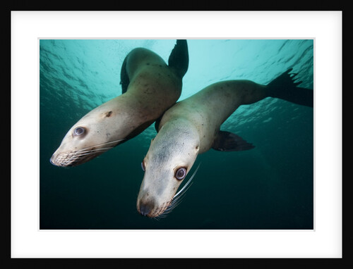 Steller sea lions by Anonymous