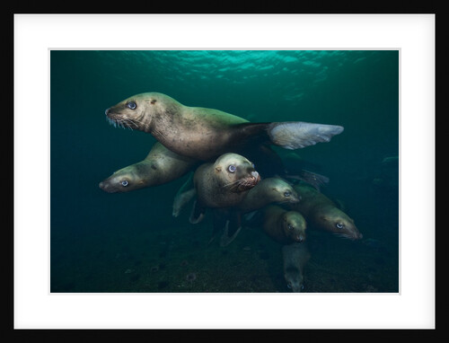Steller sea lions swimming underwater by Anonymous