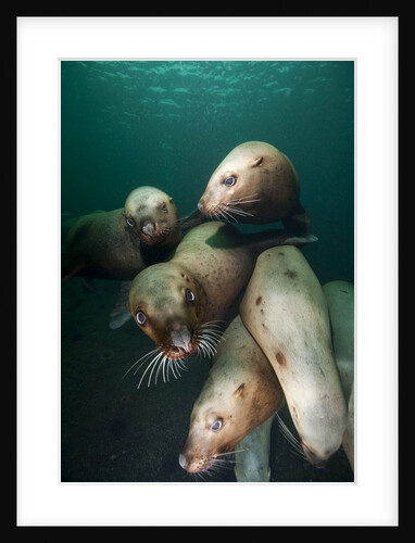 Swimming Steller sea lions by Anonymous