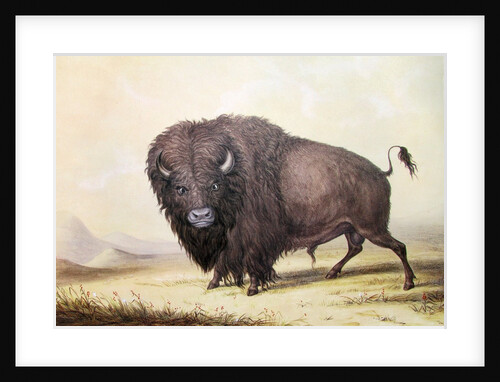 Bull Buffalo by George Catlin