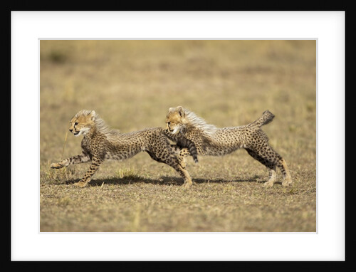 Cheetah cubs playing on savanna by Anonymous