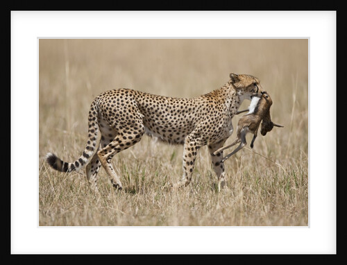 Cheetah carrying Thomson's Gazelle calf kill by Anonymous