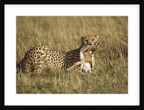 Cheetah with baby Thomson's gazelle by Anonymous