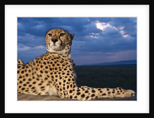 Cheetah lying on top of safari truck by Anonymous