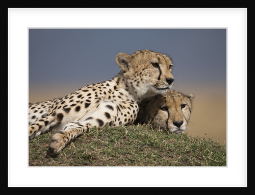 Cheetahs resting on termite mound by Anonymous