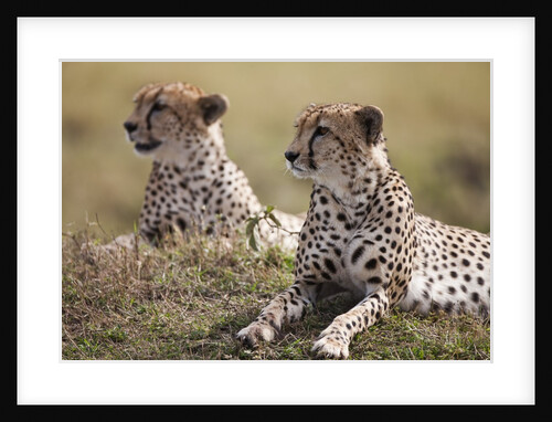 Cheetahs resting in grass by Anonymous