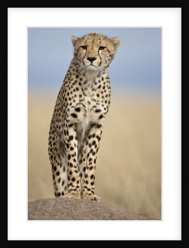 Cheetah on termite mound by Anonymous