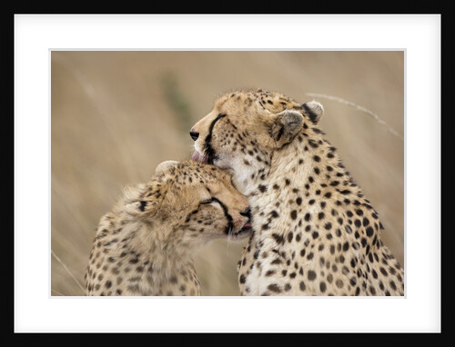 Cheetahs grooming by Anonymous