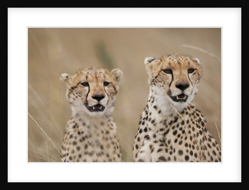 Cheetahs in tall grass by Anonymous