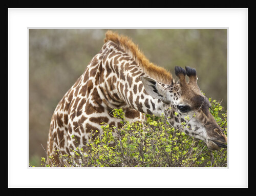 Giraffe feeding on bush in Masai Mara National Reserve by Anonymous