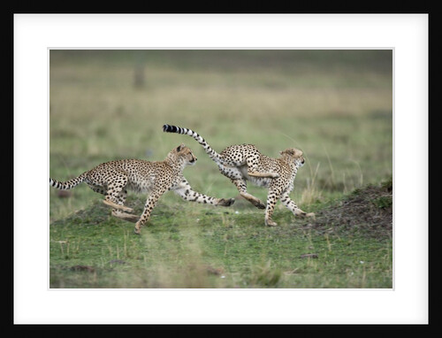 Adolescent Cheetah cubs chasing each other by Anonymous