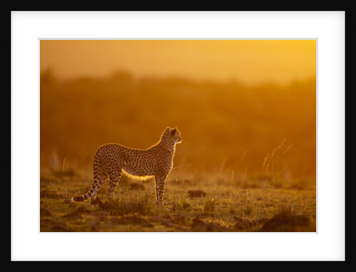Cheetah on savanna at sunrise by Anonymous