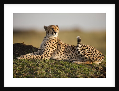 Cheetah resting on termite mound at dawn by Anonymous