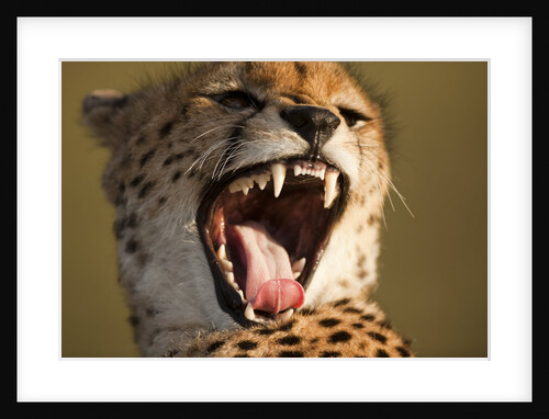 Cheetah yawning by Anonymous