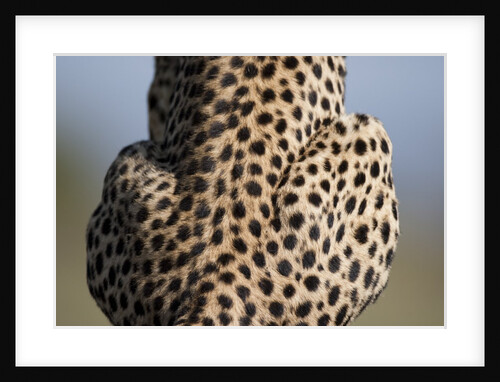 Back of sitting cheetah by Anonymous