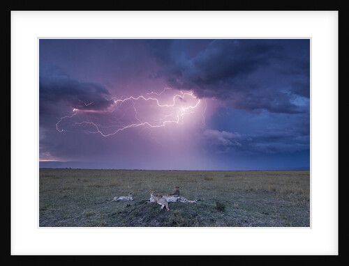 Lightning above Cheetah with adolescent cubs on termite mound by Anonymous