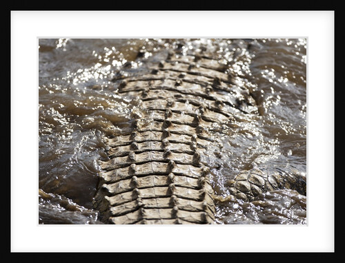 Back of Nile Crocodile in Mara River by Anonymous
