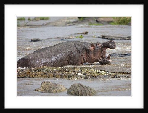 Hippopotamus threatening Nile crocodiles in river by Anonymous