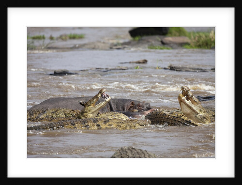 Hippopotamus threatening Nile crocodiles in river by Anonymous