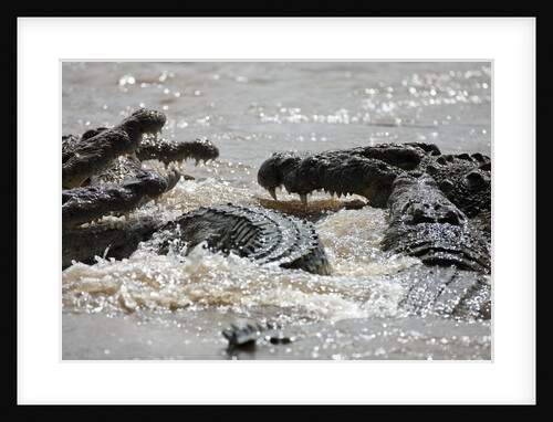 Nile crocodiles feeding on Wildebeest kill by Anonymous