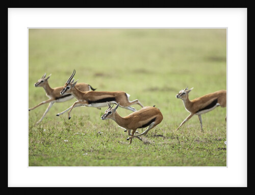 Thomson's Gazelles running from stalking cheetah by Anonymous