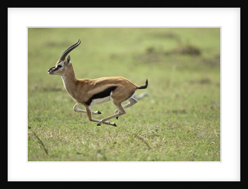 Running Thomson's gazelle by Anonymous