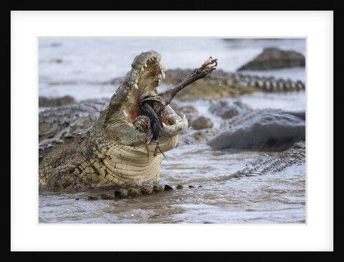 Nile crocodiles feeding on Wildebeest kill by Anonymous