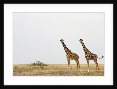 Giraffes in Masai Mara National Reserve by Anonymous