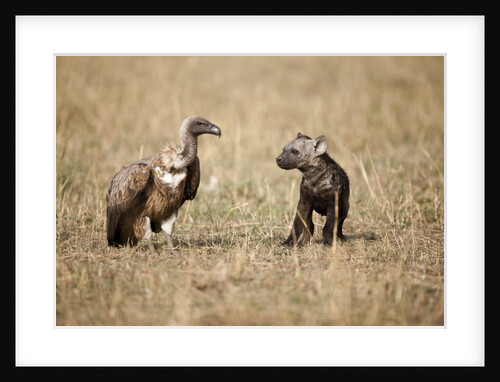 Spotted hyena pup and Whitebacked vulture by Anonymous