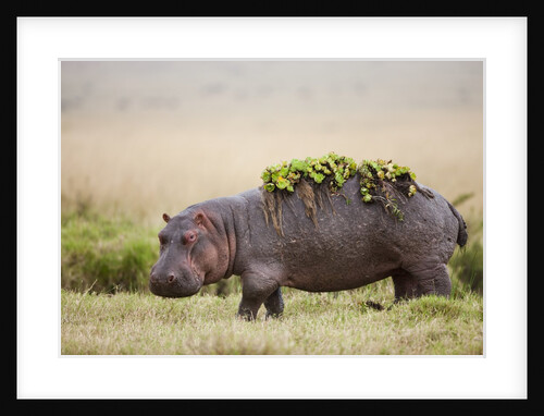 Hippopotomaus walking on savanna with water plants on it's back by Anonymous