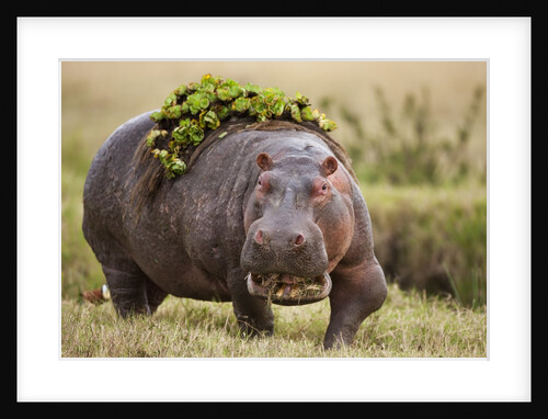 Hippopotomaus walking on savanna with vegetation on it's back by Anonymous