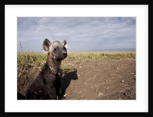 Spotted Hyena pup by den in Masai Mara National Reserve by Anonymous