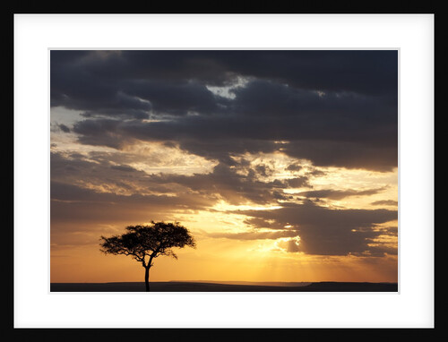 Acacia tree at sunset by Anonymous