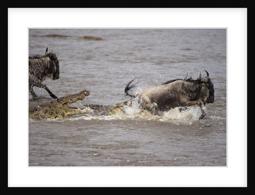 Nile crocodile attacking Wildebeest migrating across Mara River by Anonymous