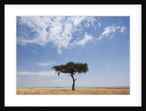 Lone Acacia tree in savanna by Anonymous