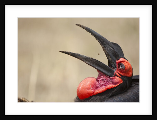 Southern Ground Hornbill tosses and catches maggots while feeding at wildebeest kill by Anonymous
