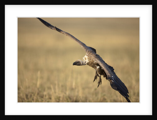 Whitebacked Vulture landing near carcass during Serengeti Migration by Anonymous