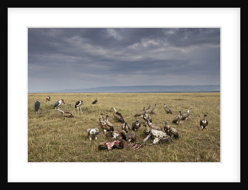 Marabou Storks and Whitebacked Vultures at Wildebeest carcass by Anonymous