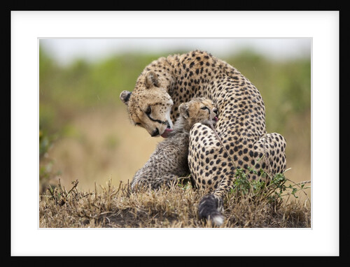 Cheetah grooming cub in Masai Mara National Reserve by Anonymous