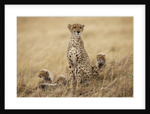 Female cheetah with cubs in tall grass by Anonymous