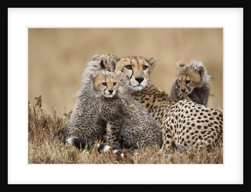 Cheetah with cubs in Masai Mara National Reserve by Anonymous
