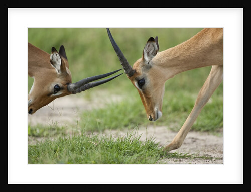 Male Impala sparring for dominance by Anonymous