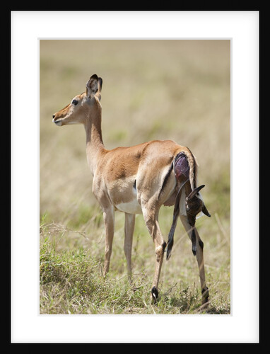 Impala giving birth on savanna by Anonymous