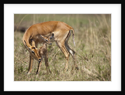 Impala cleaning newborn calf by Anonymous
