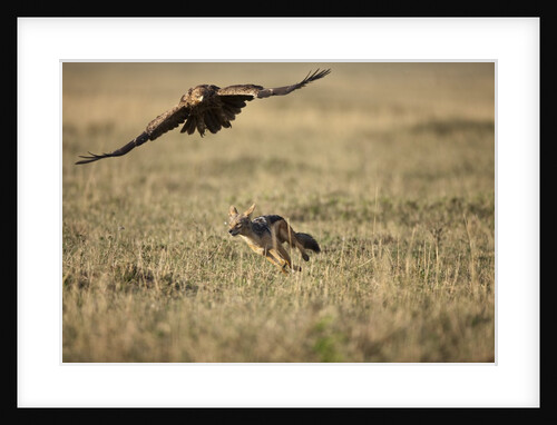 Blackbacked Jackal chasing Tawny Eagle near wildebeest kill by Anonymous